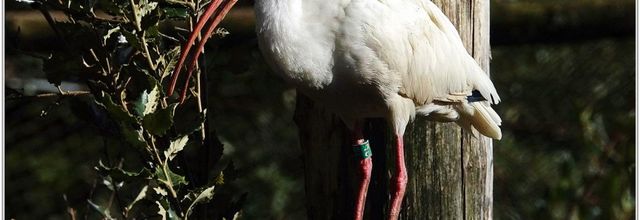 Ibis Blanc (1) - Eudocimus albus