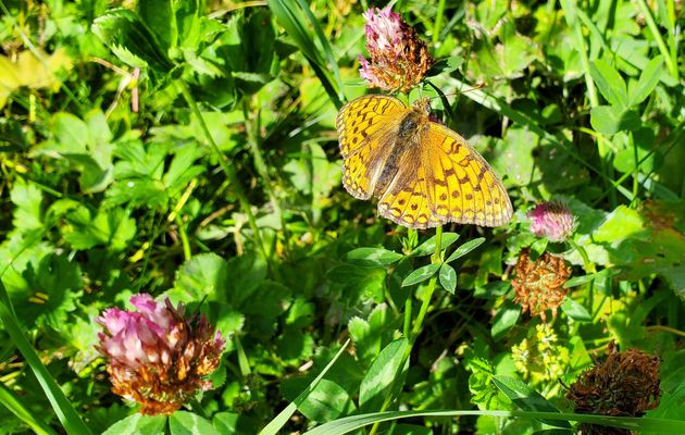 Photos presque du jour : un papillon