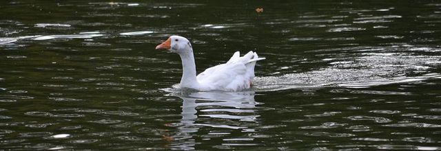Faune de la Forêt de Rambouillet