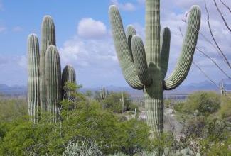 Jour 12 - Saguaro National Park, Arizona