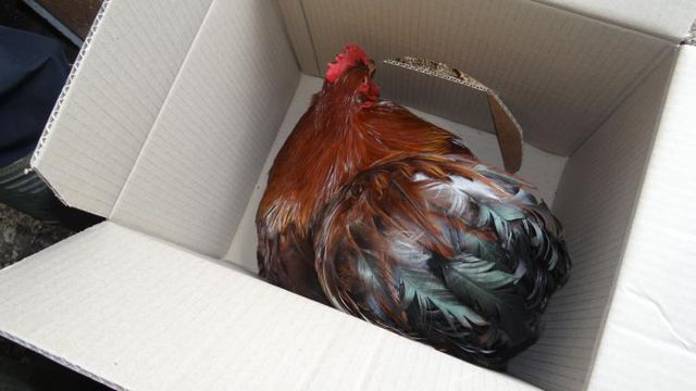 Un coq Orpington