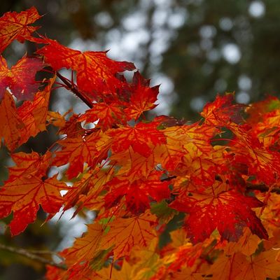 Forêt de Mallemoisson