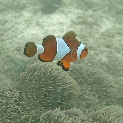 28 septembre 2022 : snorkeling à Triton Bay - Papua Barat - Papouasie - Indonésie