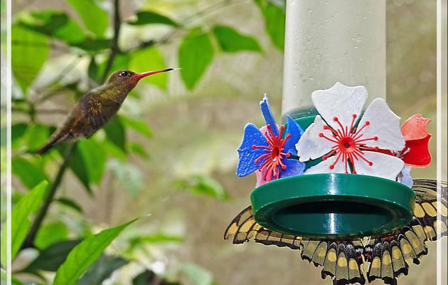 Colibri Saphir à queue d'or ou Colibri doré, Gilded Sapphire (Hylocharis chrysura) - Parque das Aves - Foz do Iguaçu - Brésil