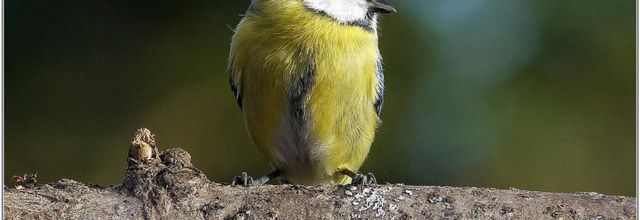 Mésange Bleue (1) - Cyanistes caeruleus
