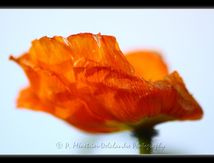 Fleurs de Pavot (Papaver)