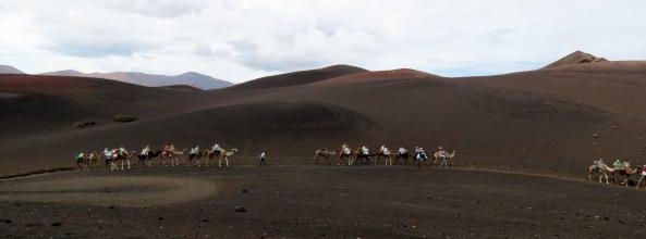 Lanzarote : A dos de chameau 