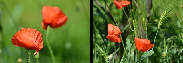 Rambouillet : Jolis coquelicots