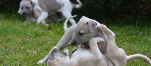 un des jeux préférés des chiots: la bagarre!