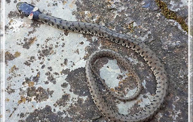 Jeune couleuvre à collier, la 1ère victime de mon matou pour cette année - Lartigau - Milhas - 31 