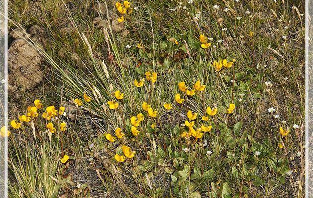 Une autre sorte de Zapatito de la Virgen ou Capachito (Calceolaria polyrhiza) - Autour du Glaciarium - El Calafate - Patagonie - Argentine