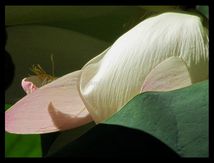 Pétales de fleur de Lotus sacré (Nelumbo nucifera)