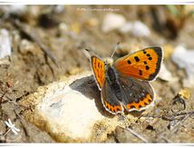 Le Cuivré commun ou Bronzé (Lycaena phlaeas - Lycaenidae)