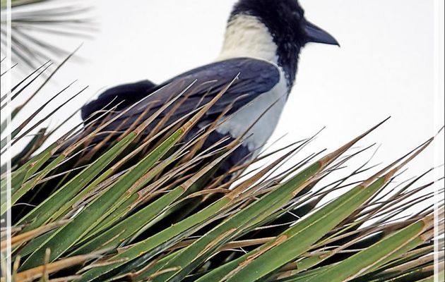 Corbeau pie, Pied Crow (Corvus albus) - Camps Bay - Cape Town - Afrique du Sud