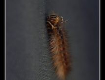 Chenilles de Bombyx disparate (la Spongieuse - Lymantria dispar)