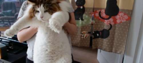 Le plus gros chat de New York