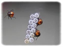 Eurydema sp, larve de stade I