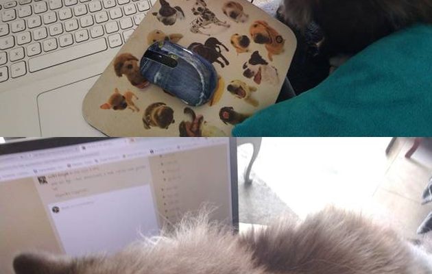 J'adore mes maîtres d'adoption