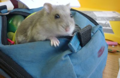 Le hamster