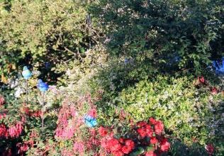 Troc plantes de Valérie