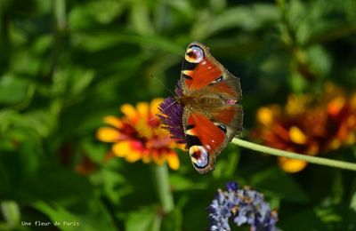 Rambouillet : Le Paon du Jour