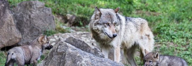Pétition pour protéger les loups