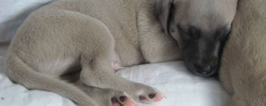 Gulliver sieste paisiblement