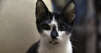 En Moselle, un chat sauve son maître des flammes