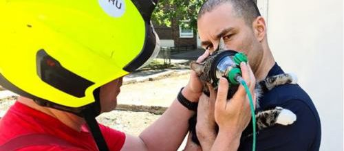 Masques pour les animaux victimes d'incendie