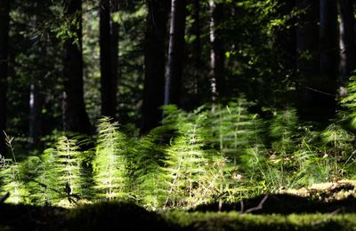 Les mystères de la forêt