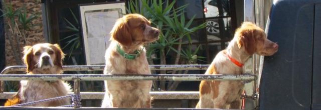 Les trois chiens devant une brasserie corse (A&A et Cie n° 56)