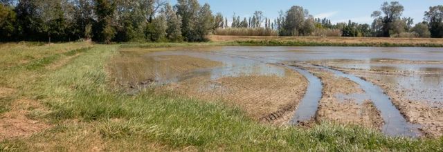 Dans les marais de Camargue