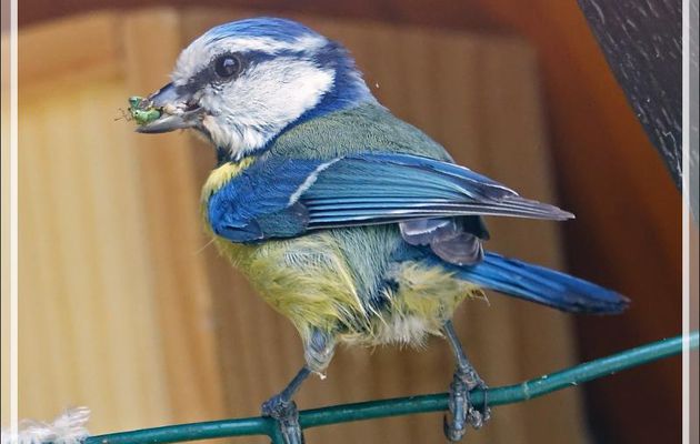 Mésange bleue (Cyanistes caeruleus) et un des ses petits au nourrissage - Lartigau - Milhas - 31