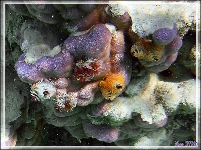 Spirobranche "arbre de Noël", Christmas tree worm (Spirobranchus giganteus) - Maupiti - Polynésie française