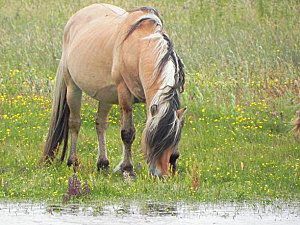 Les chevaux de Marquenterre