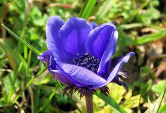 fleurs du jardin - 2 