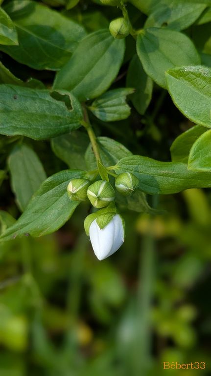 Suite des jolies fleurs de mon jardin -2
