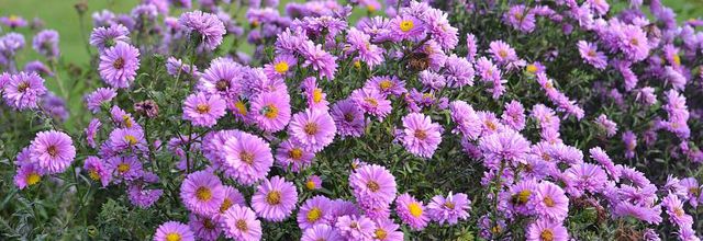 Rambouillet : Les asters d'été et d'automne
