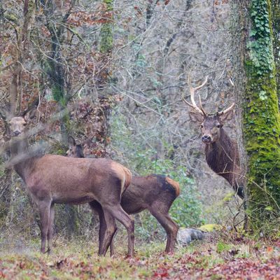 Petite harde ce matin en forêt de Fontainebleau...