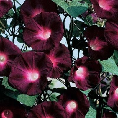 Ipomée Pourpre "Ipomoea purpurea"