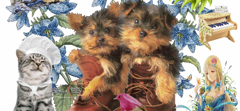 chiens dans chaussures fleurs