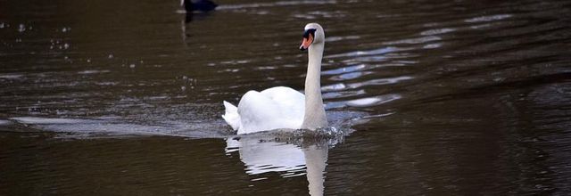 "Le Cygne" de Sylly Prudhomme