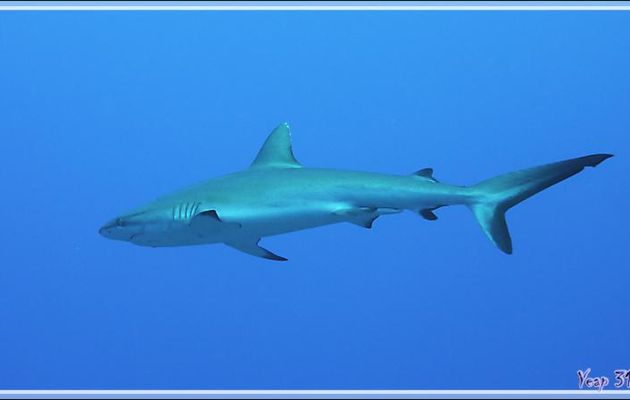 Requin gris de récif mâle dans le "Grand Bleu", Grey reef shark or Blacktail reef shark (Carcharhinus amblyrhynchos) - Passe Tumakohua - Fakarava sud - Tuamotu - Polynésie française