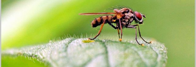 Mouche (1)