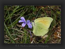 Citron (Gonepteryx rhamni) - Pieridae