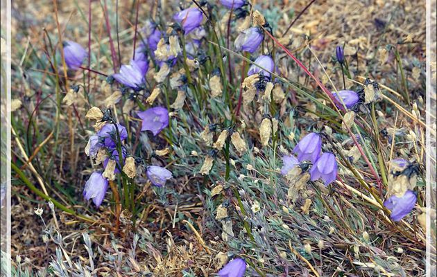 Campanule à feuilles rondes, Bluebell Bellflower (Campanula gieseckiana ssp. groenlandica) - Sermermiut - Baie de Disko - Groenland