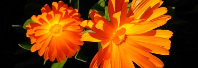 fleurs sur fond noir