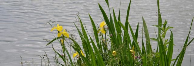 Lac Daumesnil : Iris des marais (Iris pseudacorus)