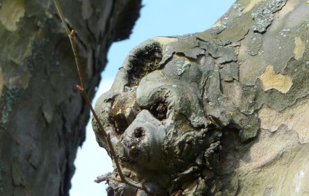 Pour mon amie Jazzy..