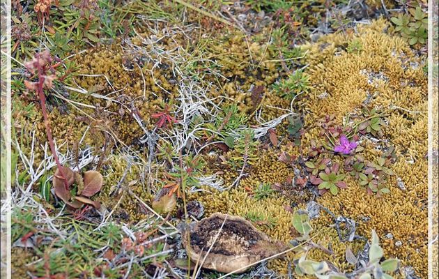 Une petite fleur rose dans la toundra : Rhododendron de Laponie, Lapland Rosebay, Qijjuttaaqpait tipilitt (Rhododendron lapponicum) - Ferguson Lake ou Tasersuatsiaq - Kangerlussuaq - Groenland